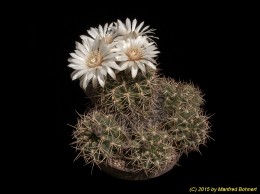 Gymnocalycium spec. 36